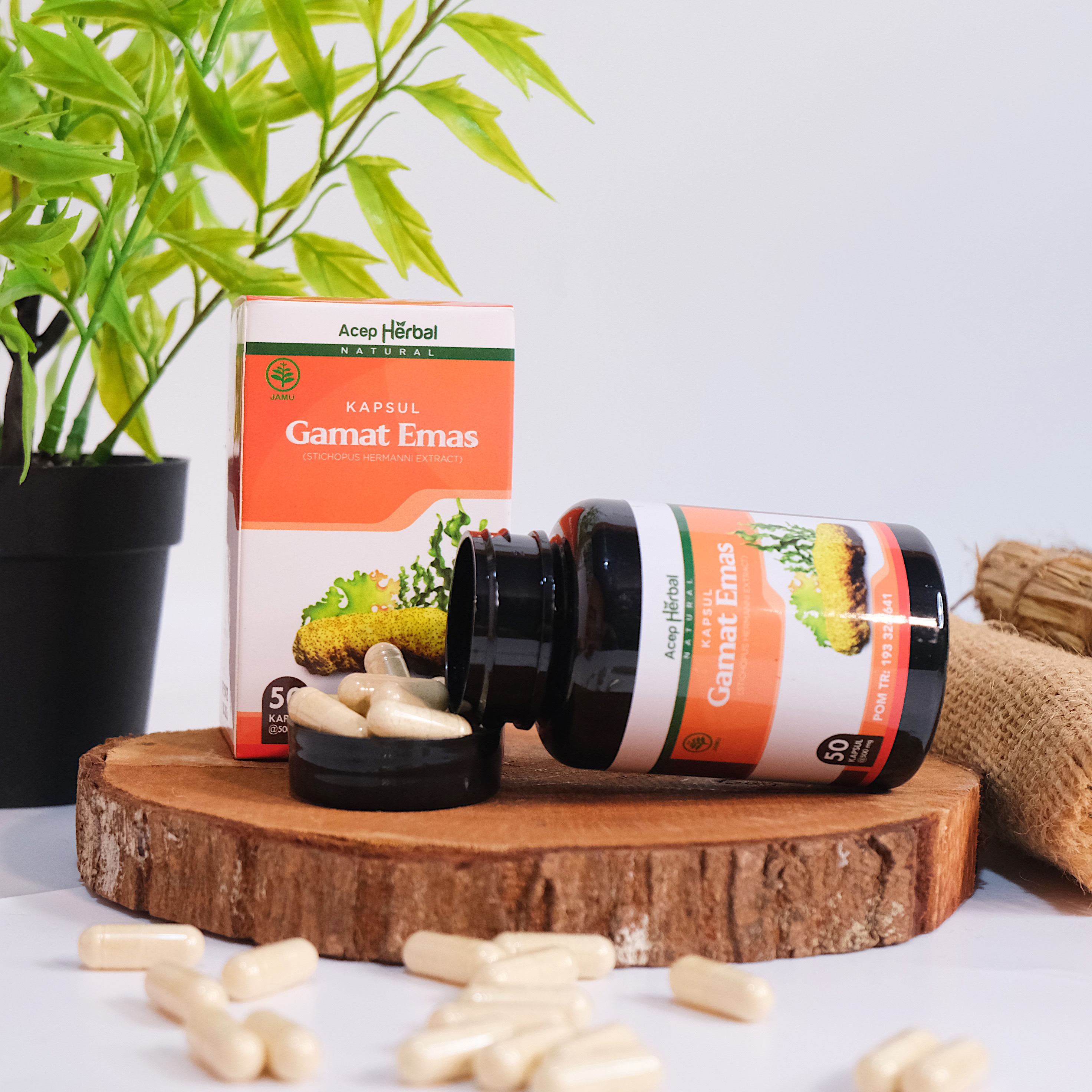 Kapsul Gamat Emas Original Obat Multi Khasiat 100% Ekstrak Teripang Emas Tanpa Efek Samping Sudah BPOM dan Halal MUI 2